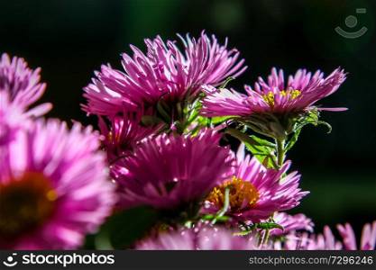 Bouquet with pink asters. Flowers on dark background.  Nature flower. Garden flowers. Beautiful pink aster flowers bouquet on dark background. 