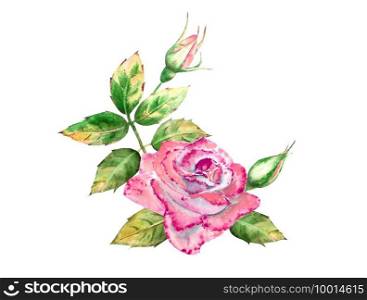 Bouquet with pink rose flowers, green leaves, open and closed flowers. Delicate watercolor illustration.. Bouquet with pink rose flowers, green leaves, open and closed flowers. Delicate watercolor illustration