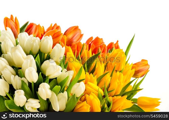 Bouquets of colorful tulip flowers spring freshness isolated on white