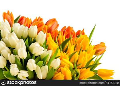 Bouquets of colorful tulip flowers spring freshness isolated on white