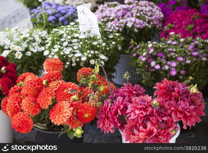 Bouquets of fresh wildflowers on the market . Bouquets of fresh wildflowers on the market .