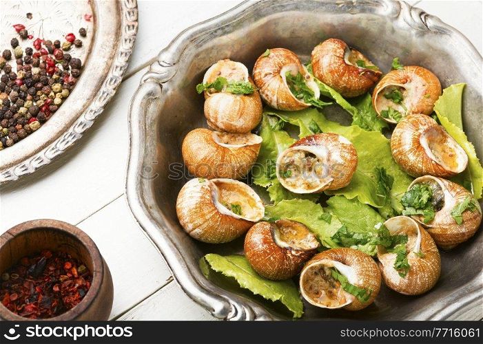 Bourgogne snail or escargot stuffed with green butter, French food.. French snail dish