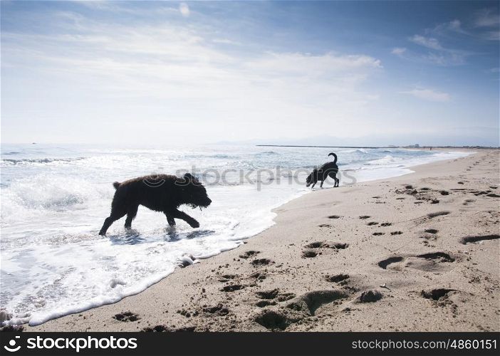 Bouvier Des Flandres and Labrador dogs having fun in the waves at the seaside