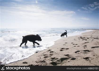 Bouvier Des Flandres and Labrador dogs having fun in the waves at the seaside