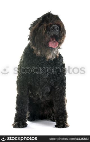 Bouvier des Flandres in front of white background