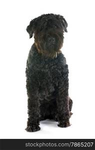 Bouvier des Flandres in front of white background