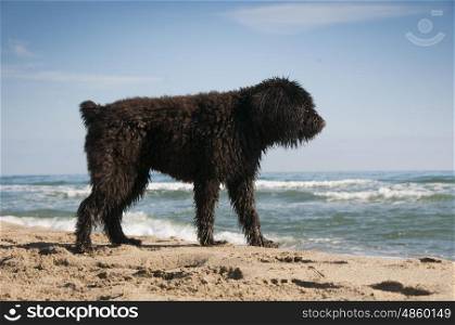 Bouvier Des Flandres puppy having fun on the beach