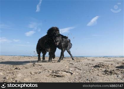 Bouvier Des Flandres puppy jumping on a Labrador, playing on the beach