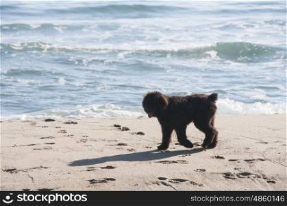 Bouvier Des Flandres puppy walking along the sand by the sea