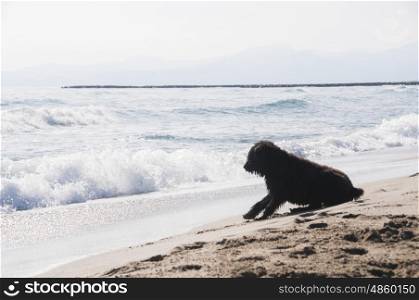 Bouvier Des Flandres puppy watching the waves
