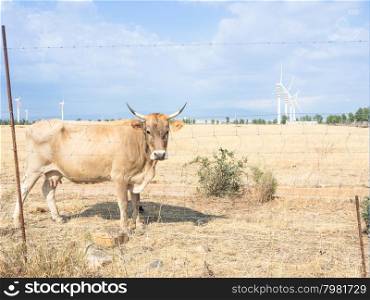 Bovine Turbines country. Curios Bovine look at me in the country