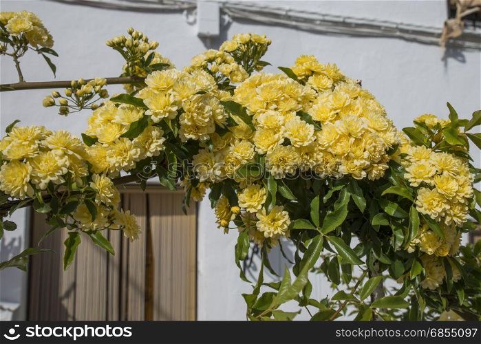 bow with yellow flowers in spain as house entrance