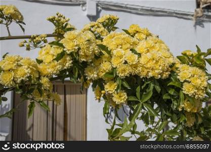 bow with yellow flowers in spain as house entrance