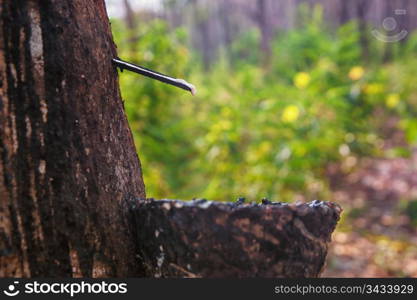 bowl collecting the sap from rubber trees