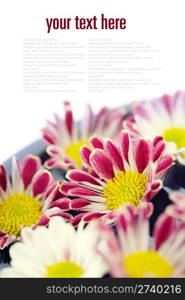 bowl of water and flowers over white with copyspace (with sample text)