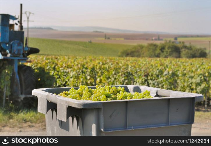 box full of white grape to Champagne hillsides landscape