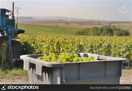 box full of white grape to Champagne hillsides landscape