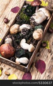 box with forest mushrooms. autumn harvest of forest mushrooms in a vintage box with forest moss