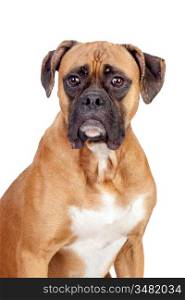 Boxer breed dog isolated on white background