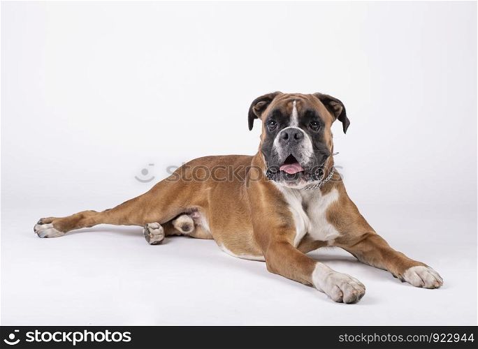 boxer breed dog sitting on the floor with white background