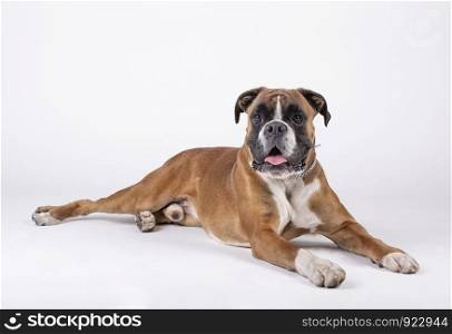 boxer breed dog sitting on the floor with white background