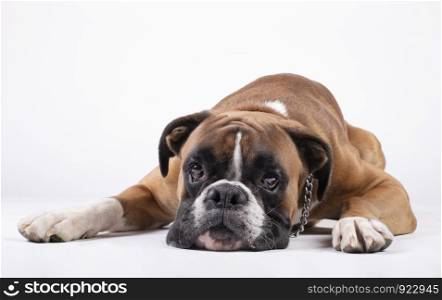 boxer dog lying with his head on the floor on a white background.
