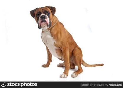 Boxer isolated on white