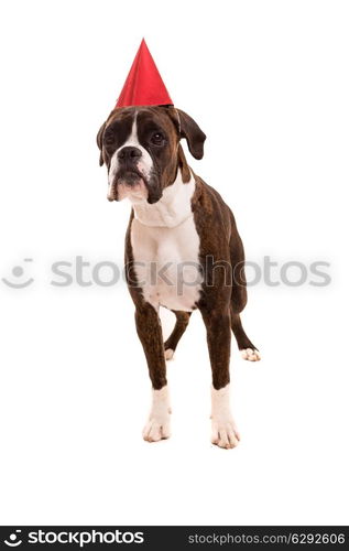 Boxer puppy wearing a festive hat, isolated over white background