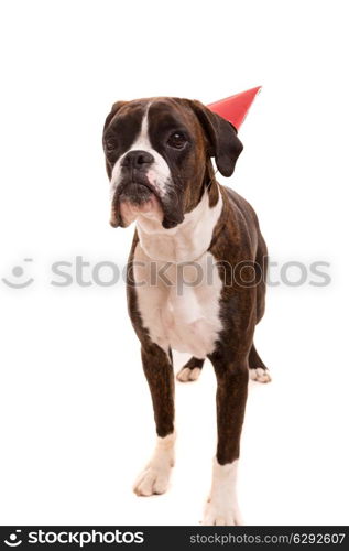 Boxer puppy wearing a festive hat, isolated over white background