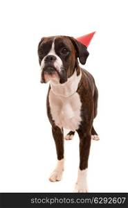 Boxer puppy wearing a festive hat, isolated over white background