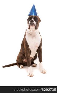 Boxer puppy wearing a festive hat, isolated over white background