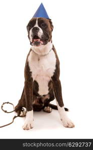 Boxer puppy wearing a festive hat, isolated over white background