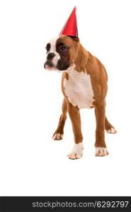 Boxer puppy wearing a festive hat, isolated over white background