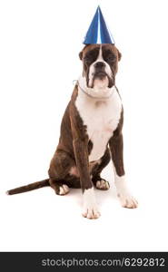 Boxer puppy wearing a festive hat, isolated over white background