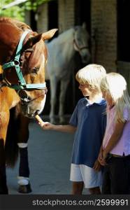 Boy and his sister feeding a carrot to a horse