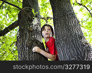 Boy Climbing Tree