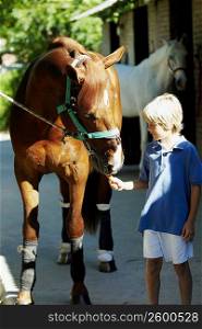 Boy feeding a carrot to a horse