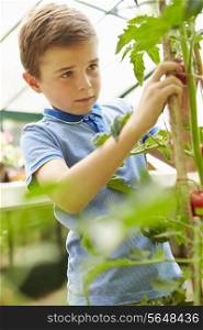 Boy Harvesting Home Grown Tomatoes In Greenhouse