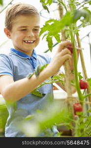 Boy Harvesting Home Grown Tomatoes In Greenhouse