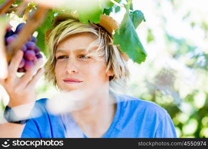 Boy in vineyard. Boy picking grapes in vineyard