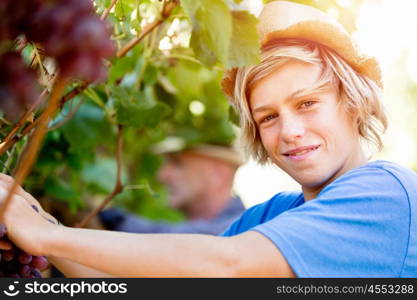 Boy in vineyard. Boy picking grapes in vineyard