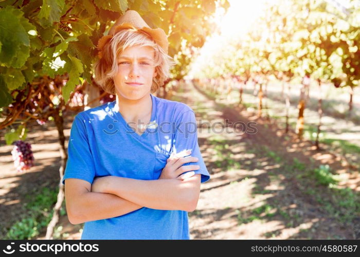 Boy in vineyard. Boy picking grapes in vineyard