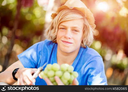 Boy in vineyard. Boy picking grapes in vineyard