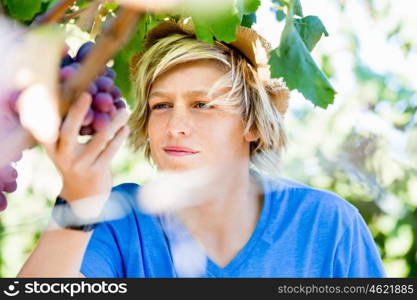 Boy in vineyard. Boy picking grapes in vineyard