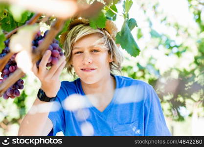 Boy in vineyard. Boy picking grapes in vineyard