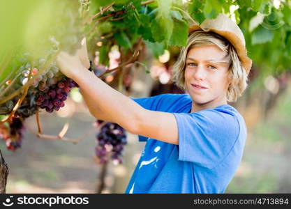 Boy in vineyard. Boy picking grapes in vineyard