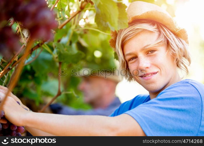 Boy in vineyard. Boy picking grapes in vineyard