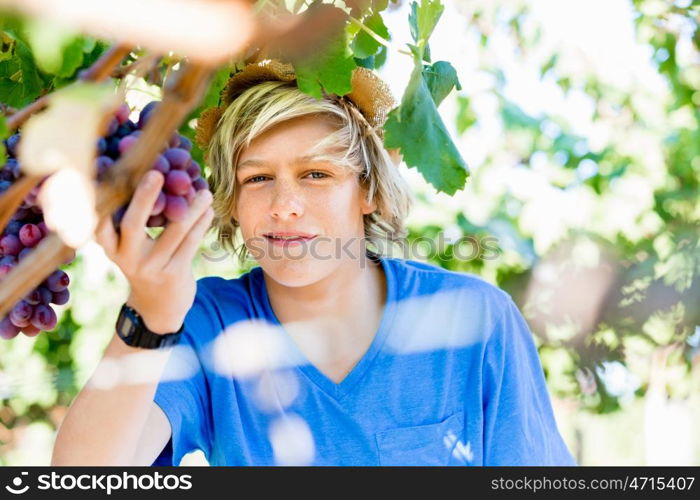 Boy in vineyard. Boy picking grapes in vineyard