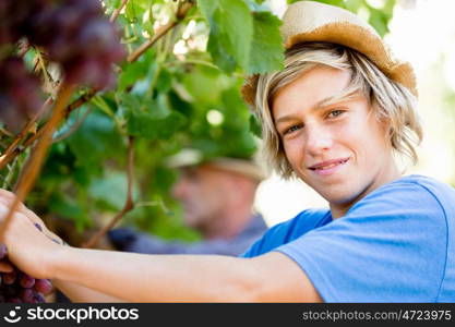 Boy in vineyard. Boy picking grapes in vineyard