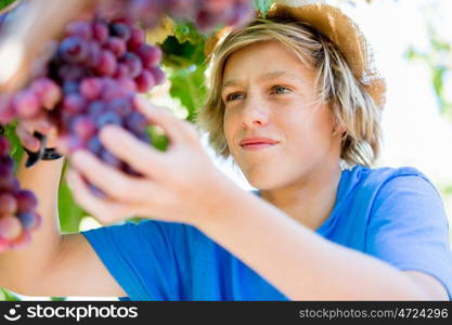 Boy in vineyard. Boy picking grapes in vineyard